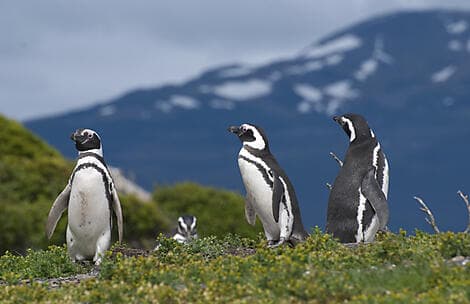 16 Mar 28 - Camarones