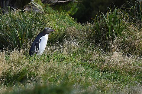 27 Jan 27 - Enderby Island, Auckland Islands