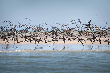 10 Jul 27 - Lacepede Islands