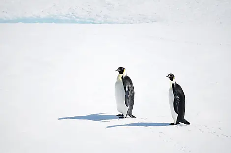 6 Mar 26 - The Weddell Sea exploration