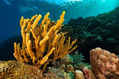 15 Nov 26 - Barat Daya Islands