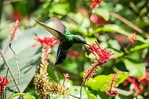 Syndicate Nature trail