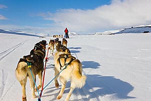 Husky dog-sledding experience