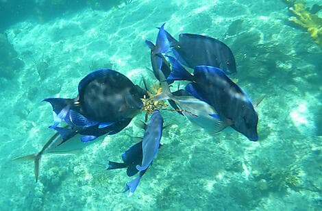 16 Feb 27 - Norman Island