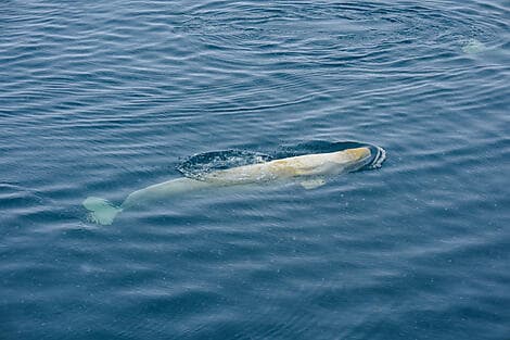 21 Feb 27 - Sailing Saint Lawrence Gulf