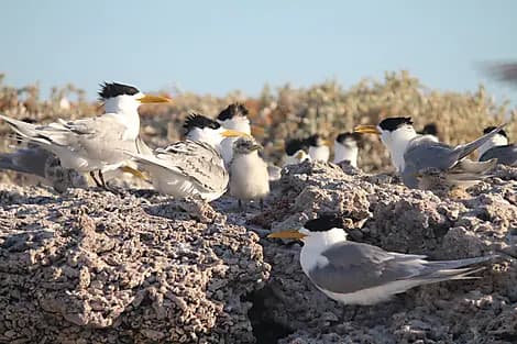 6 Aug 27 - Abrolhos Islands Marine Park