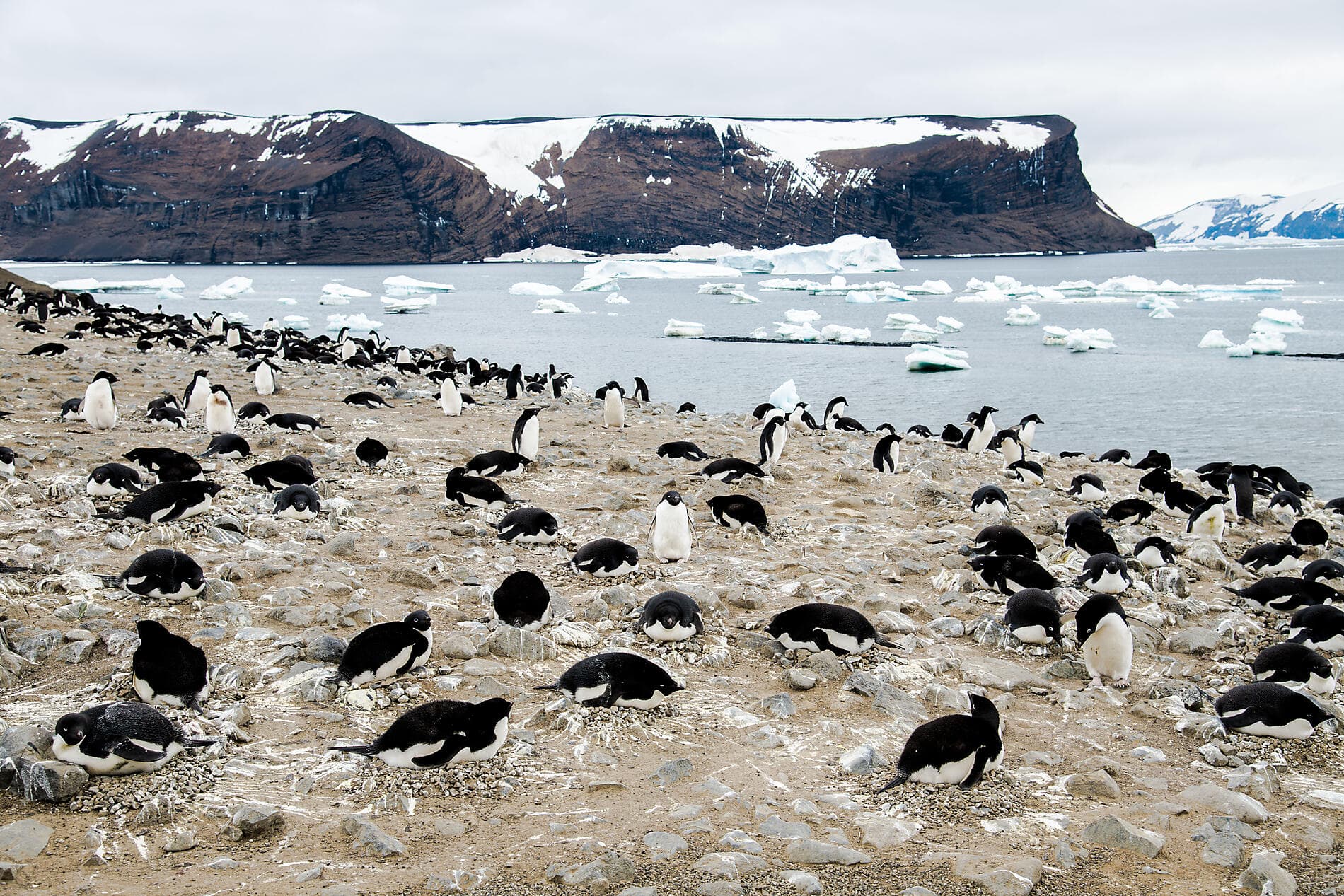 Emblematic Antarctica 