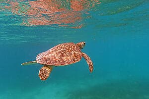 Treasure Island caves