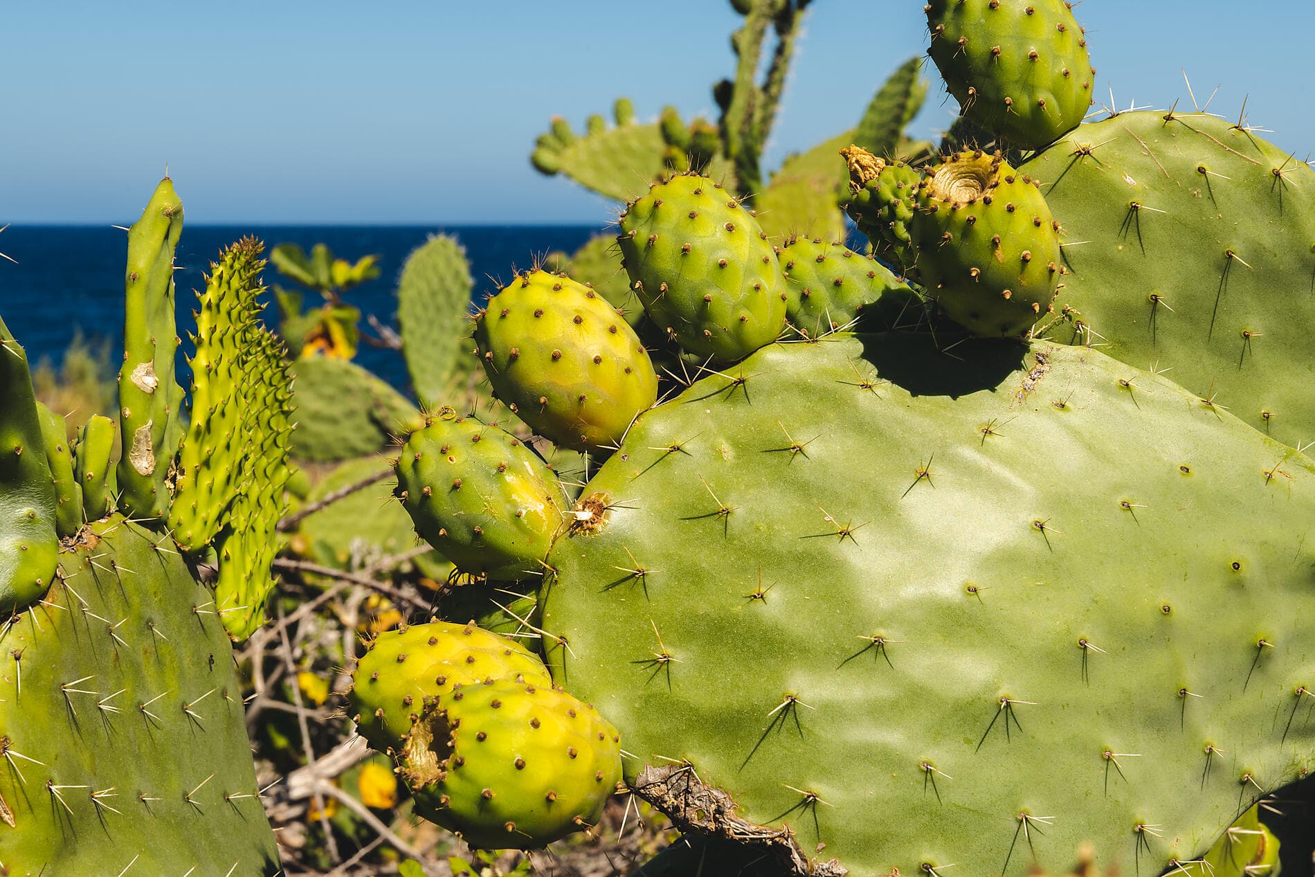 The great Corsican loop