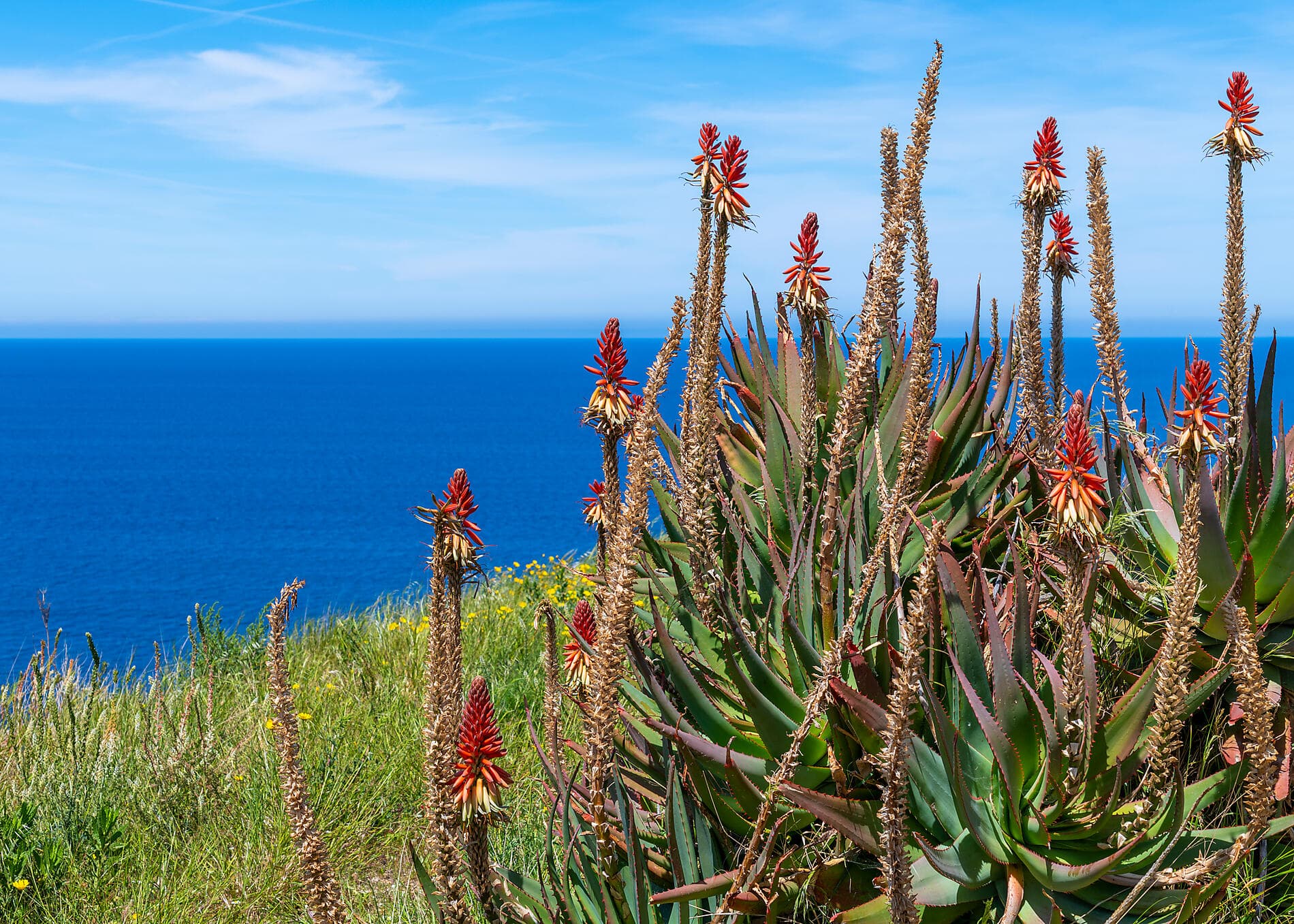 The great Corsican loop