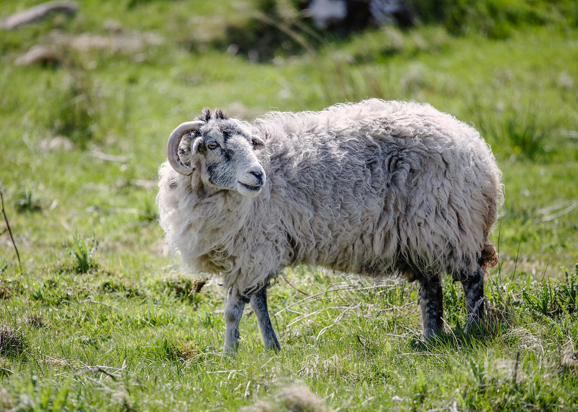 Scottish Isles & Norwegian Fjords