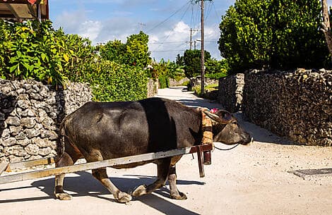 17 Apr 26 - Taketomijima