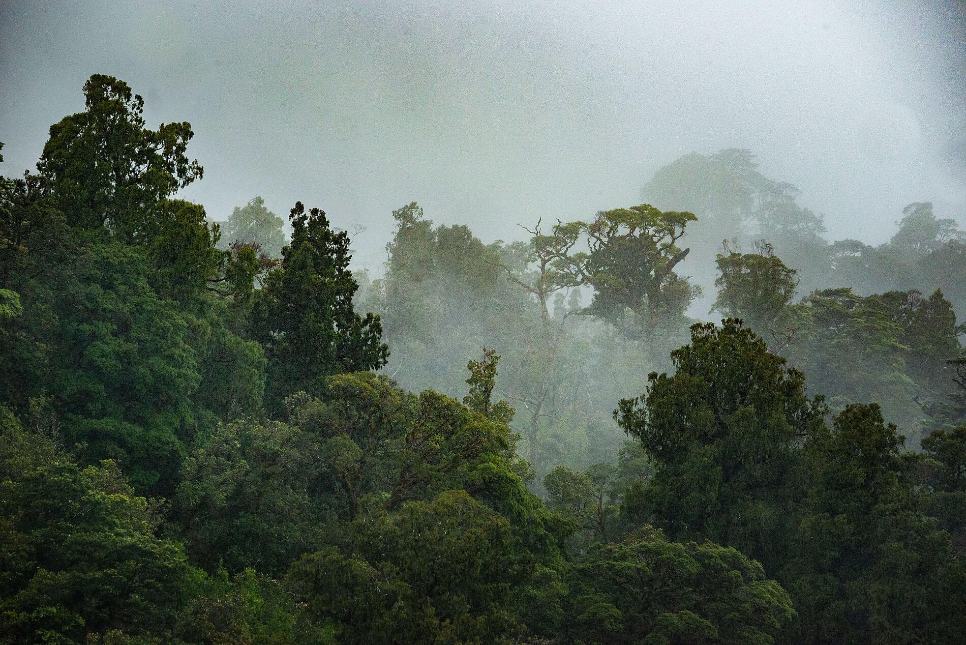 Expedition to New Zealand’s Subantarctic Islands  