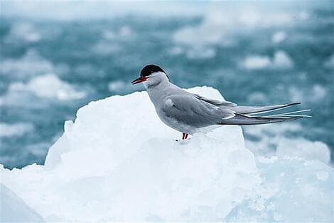20 Oct 26 - North-West region of Spitsbergen