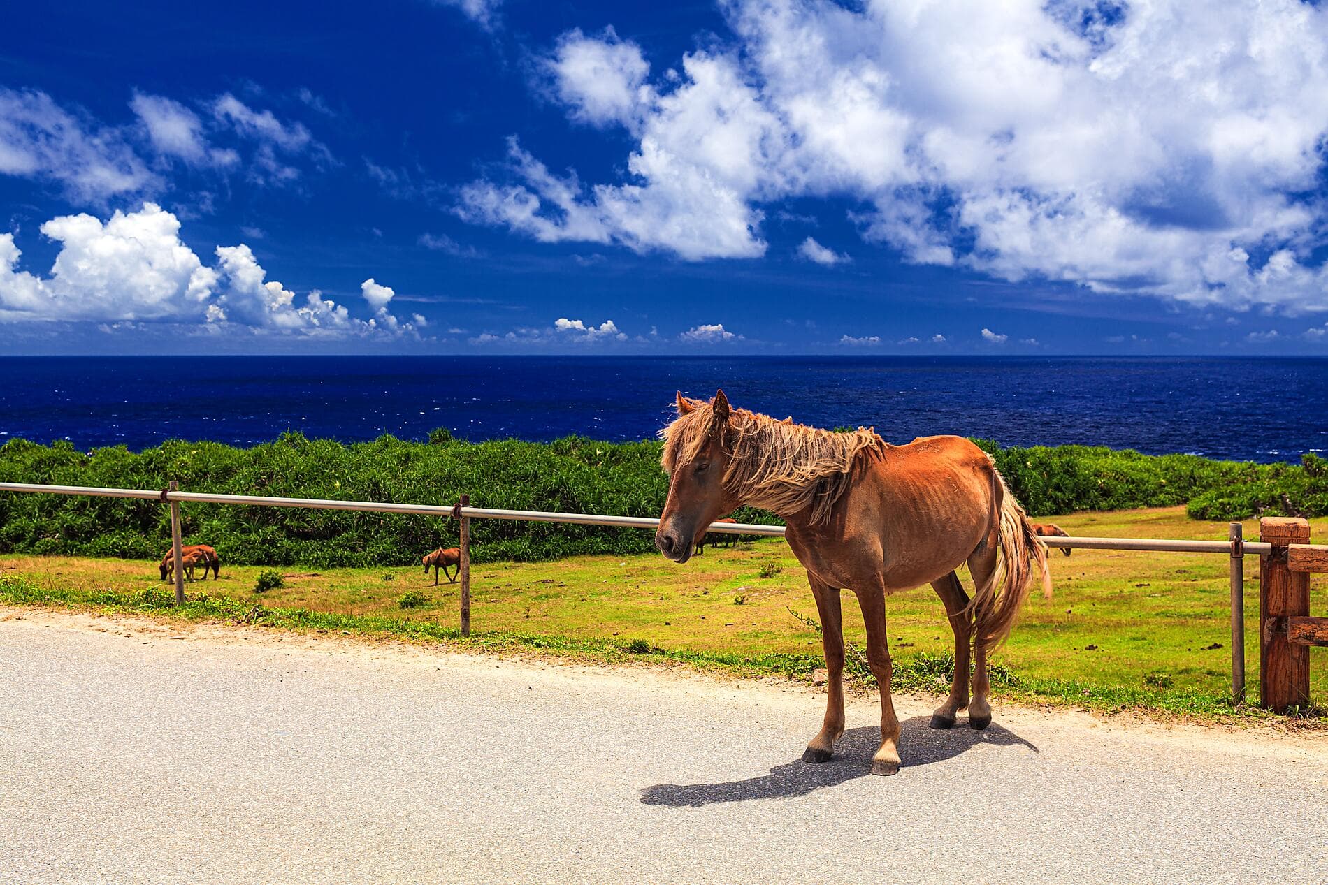 Odyssey in the heart of Japan’s subtropical islands