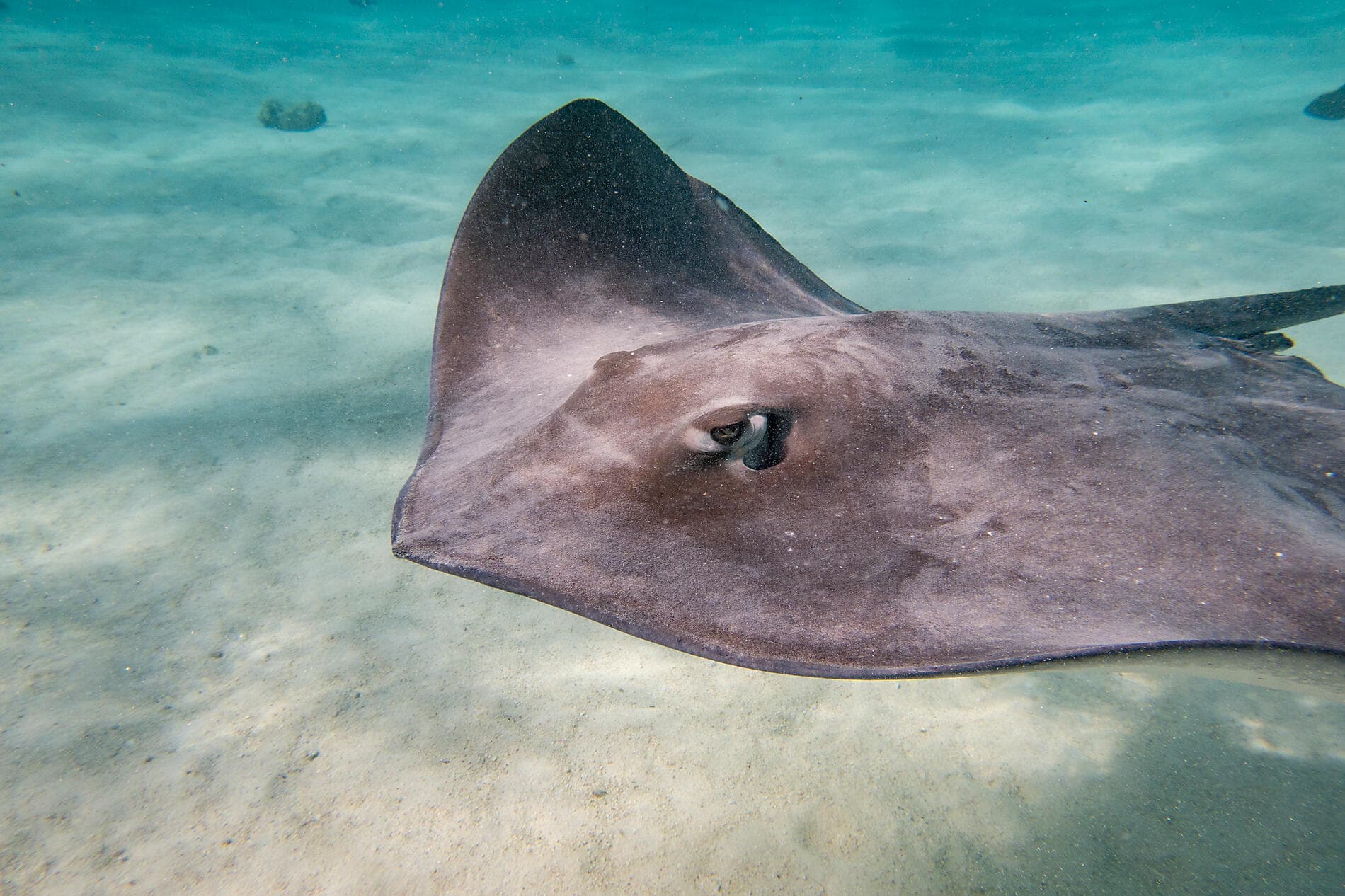 Polynesian Bliss: Marquesas, Tuamotu and Society Islands