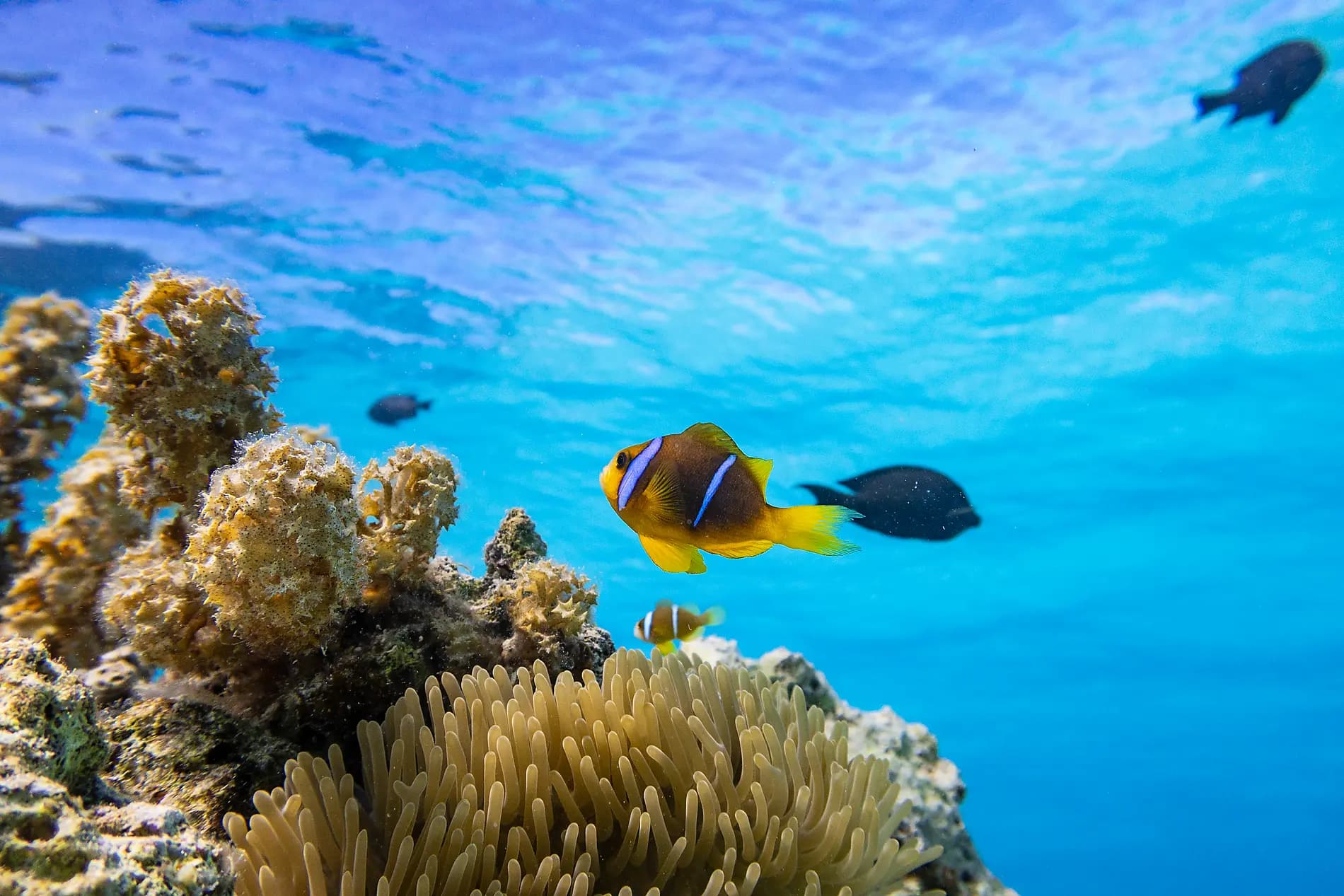 Polynesian Bliss: Marquesas, Tuamotu and Society Islands