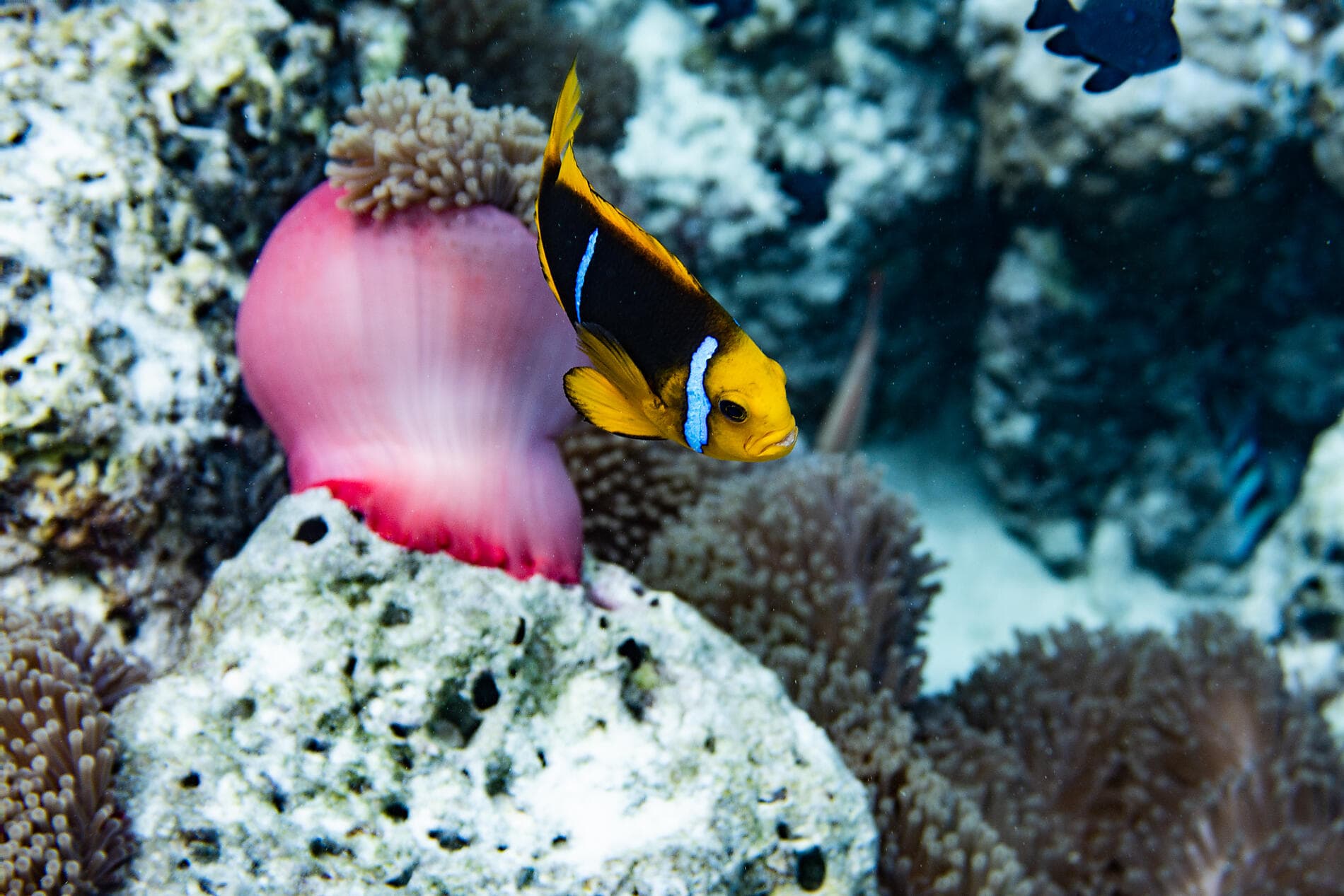 From French Polynesia to Pitcairn Island