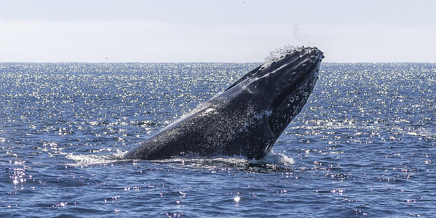 Baja and the Sea of Cortez: In Search of the Great Whales – with Smithsonian Journeys