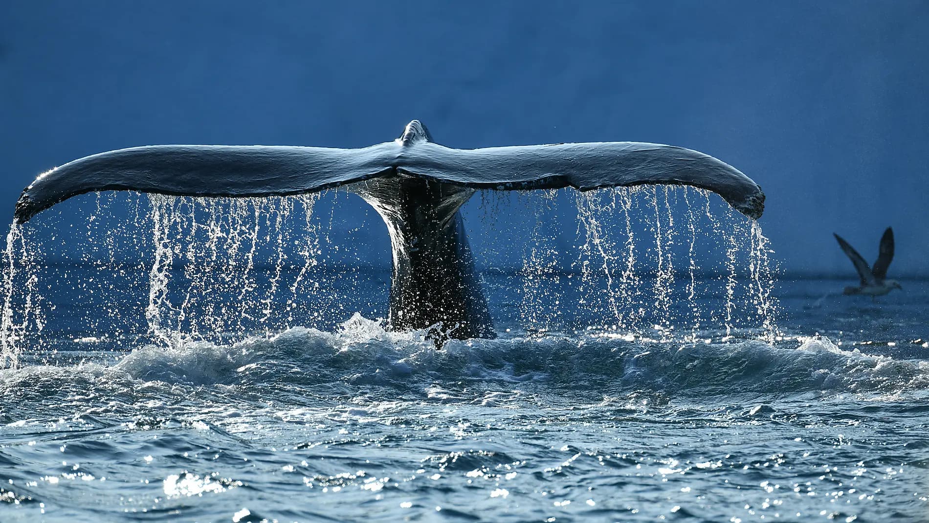 Expedition to the Thule Region 