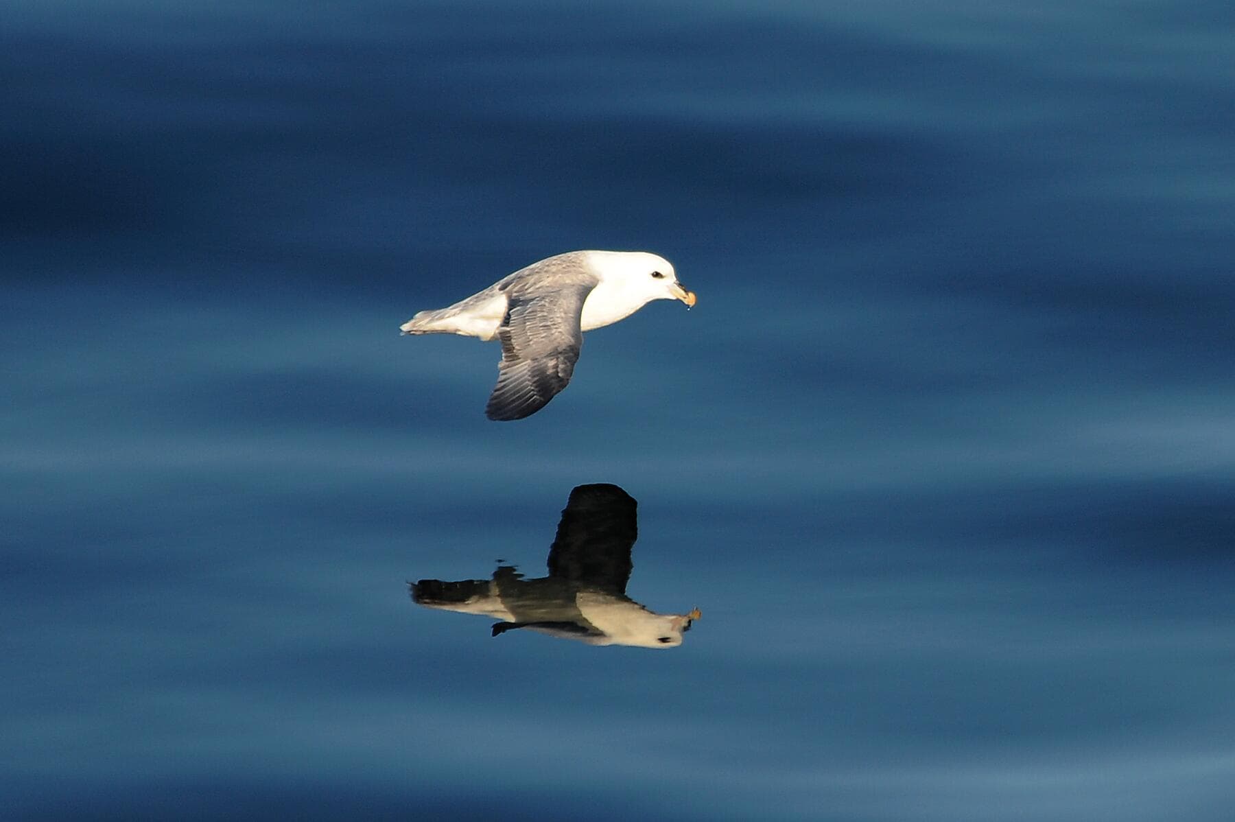 The wild archipelagos of the North Atlantic  
