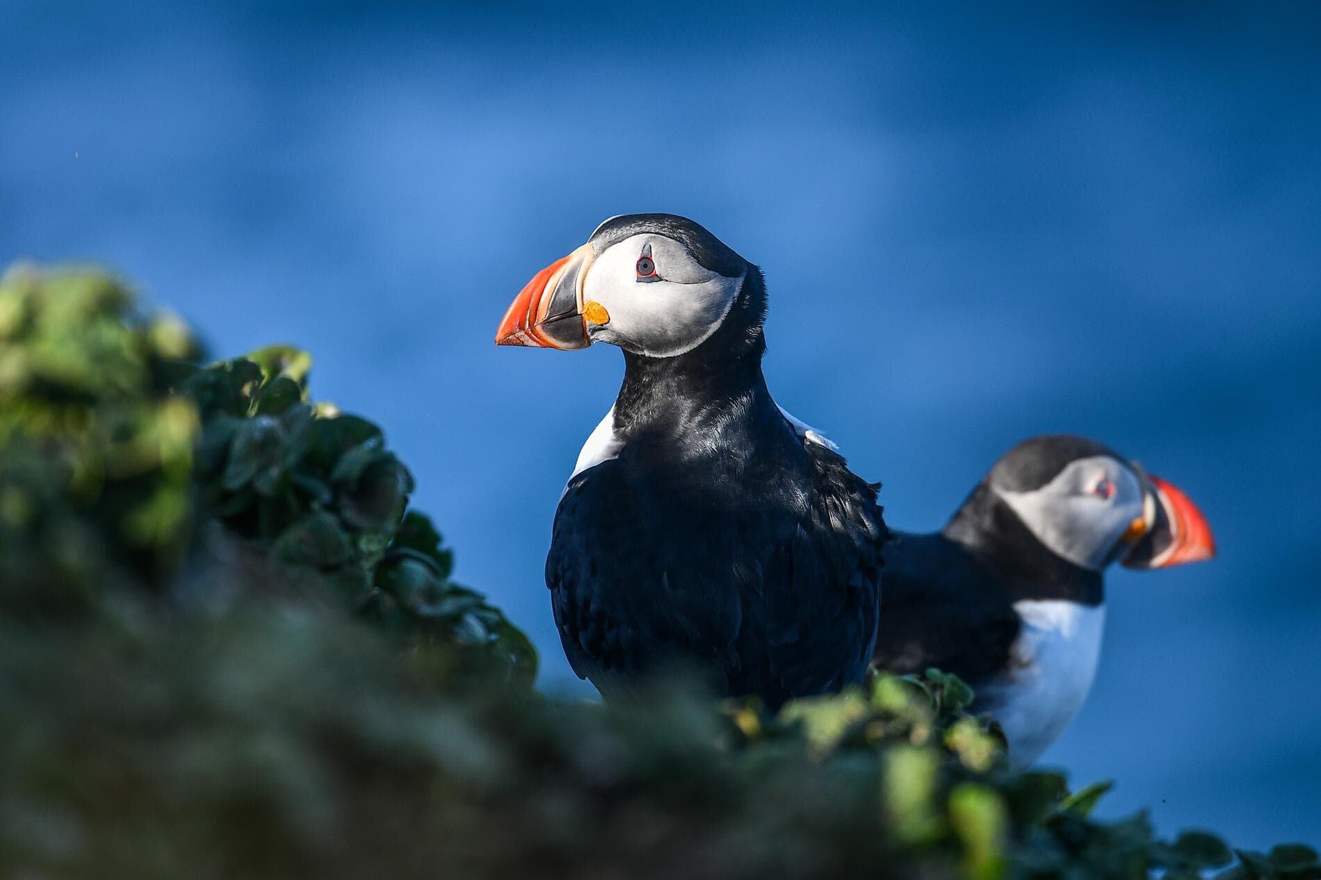 The wild archipelagos of the North Atlantic  