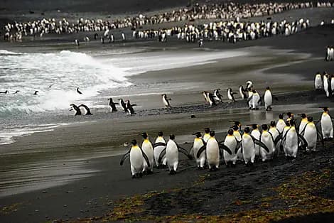 11 Feb 27 - Macquarie Island