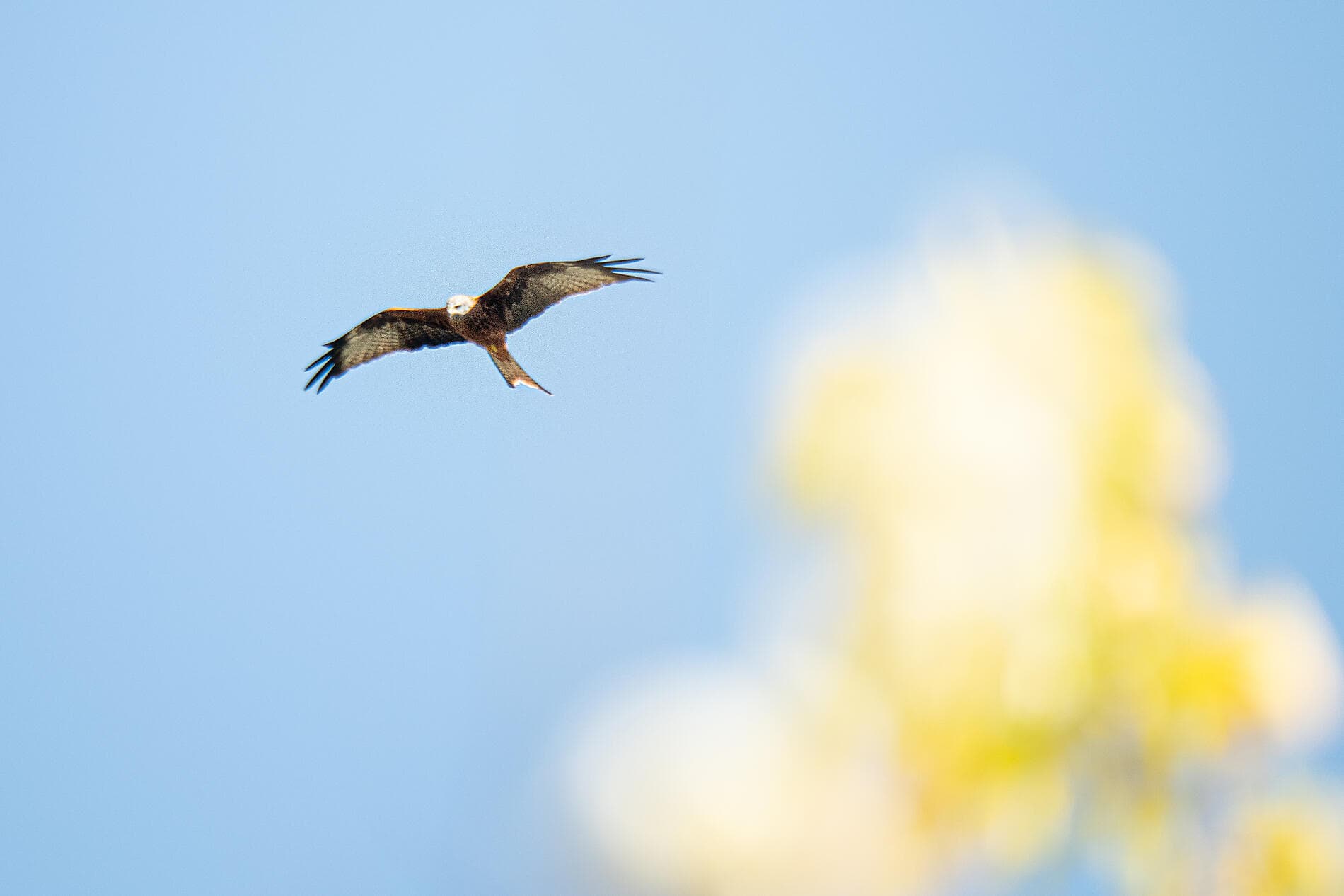 Isle of Beauty and Iberian shores
