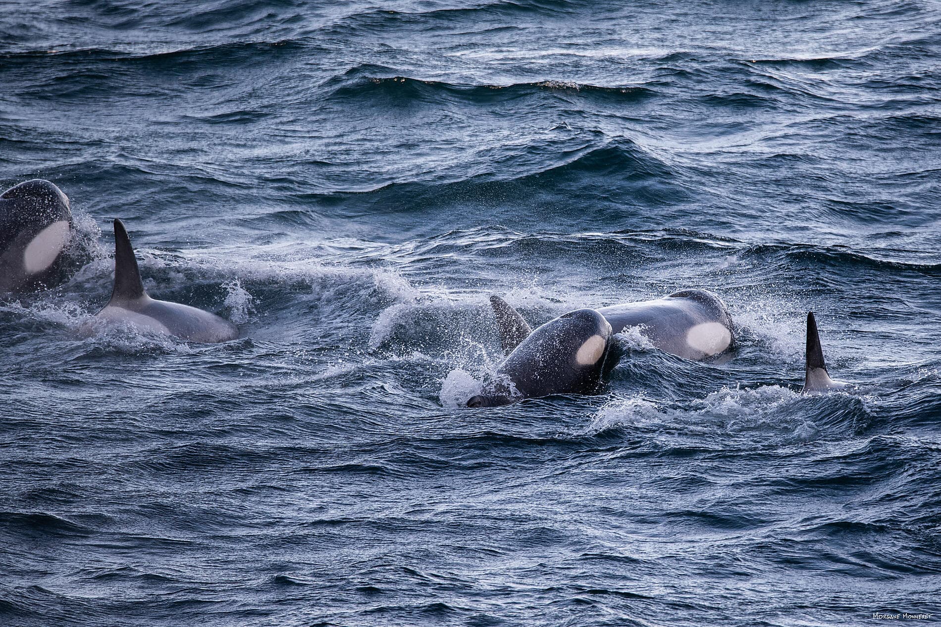 Unexplored Western Antarctica between Two Continents 