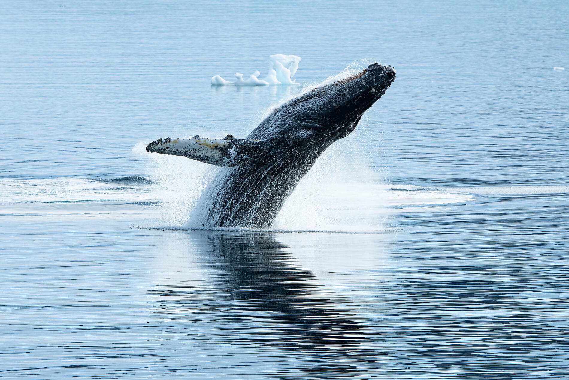 The Great Austral Loop