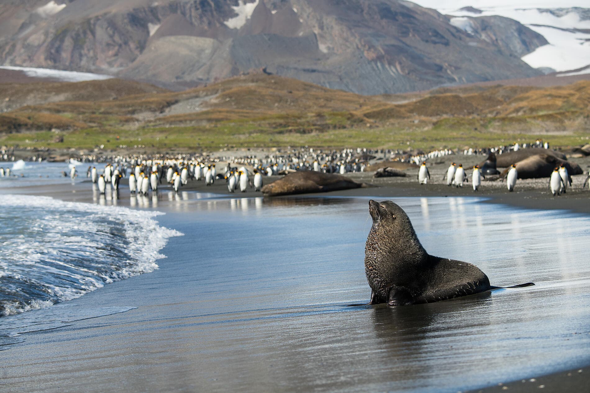 Falklands, South Georgia & Valdes Peninsula: in the Heart of the Wilderness