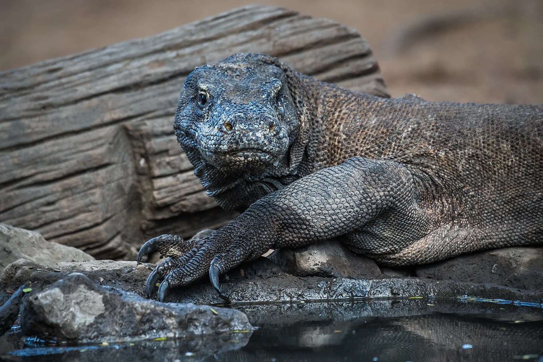 Wild Lands of Indonesia 