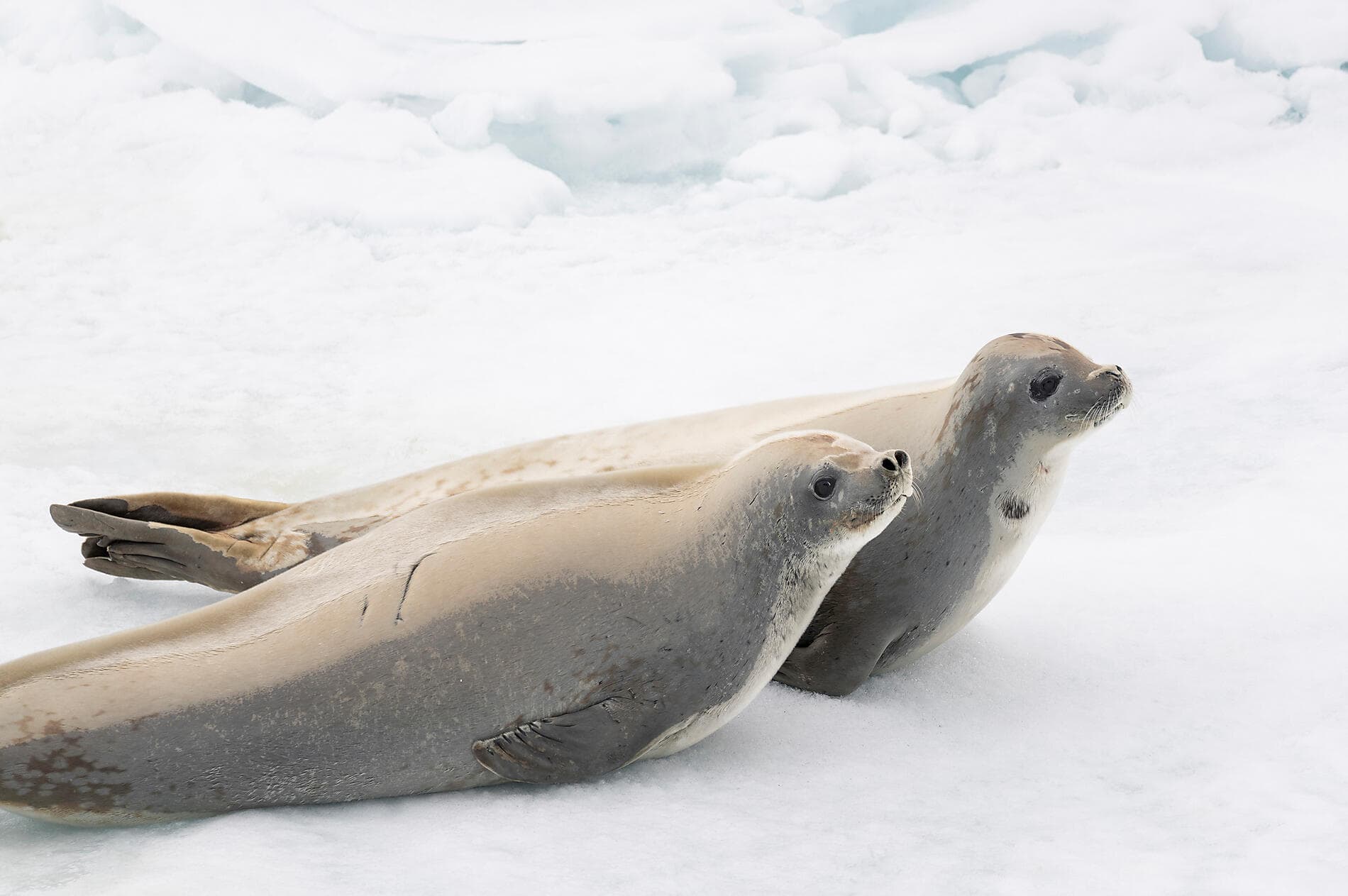 Antarctica: Ocean (Re)Imagined - with Woods Hole Oceanographic Institution 