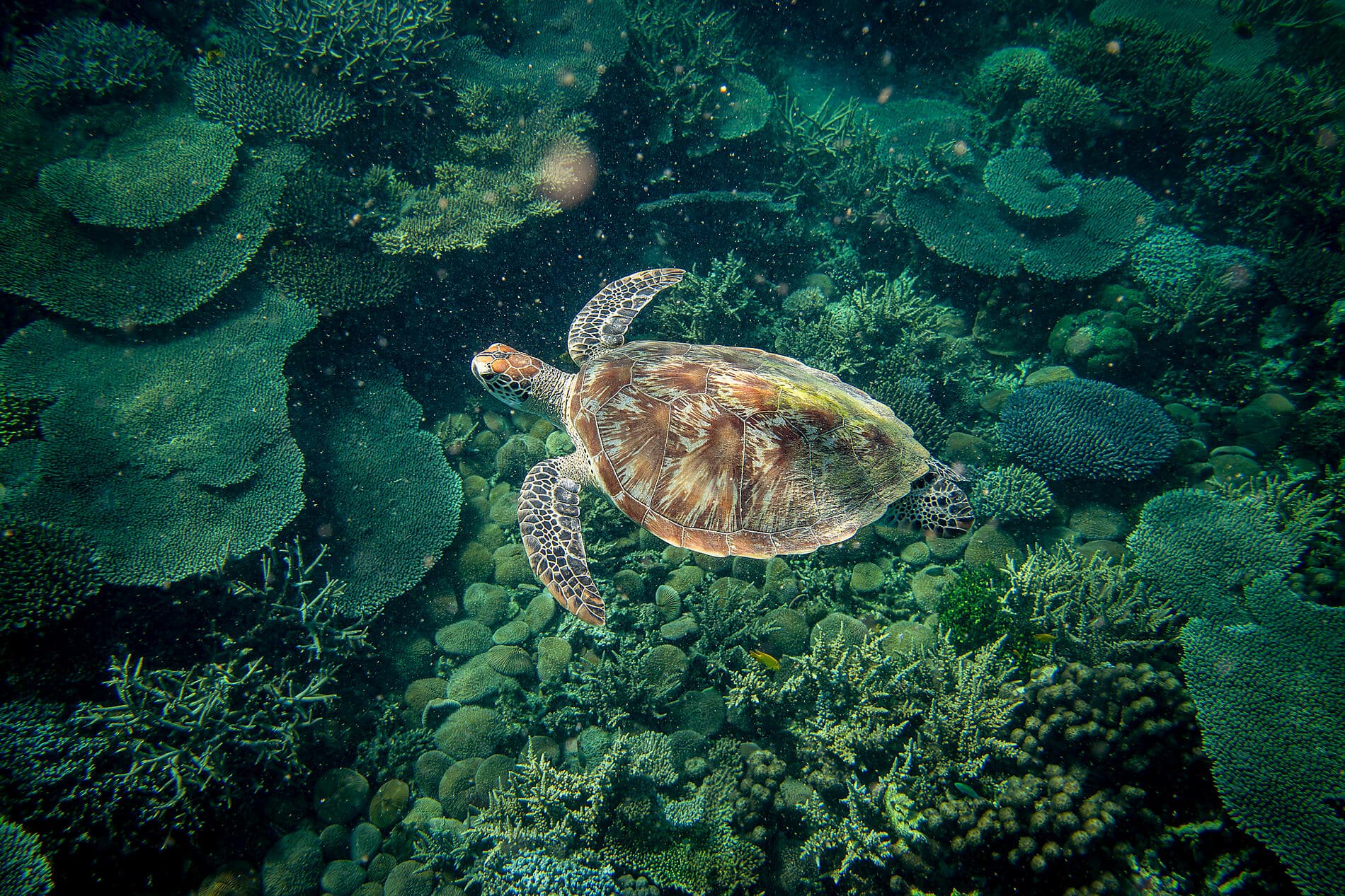 Jewels of Madagascar 