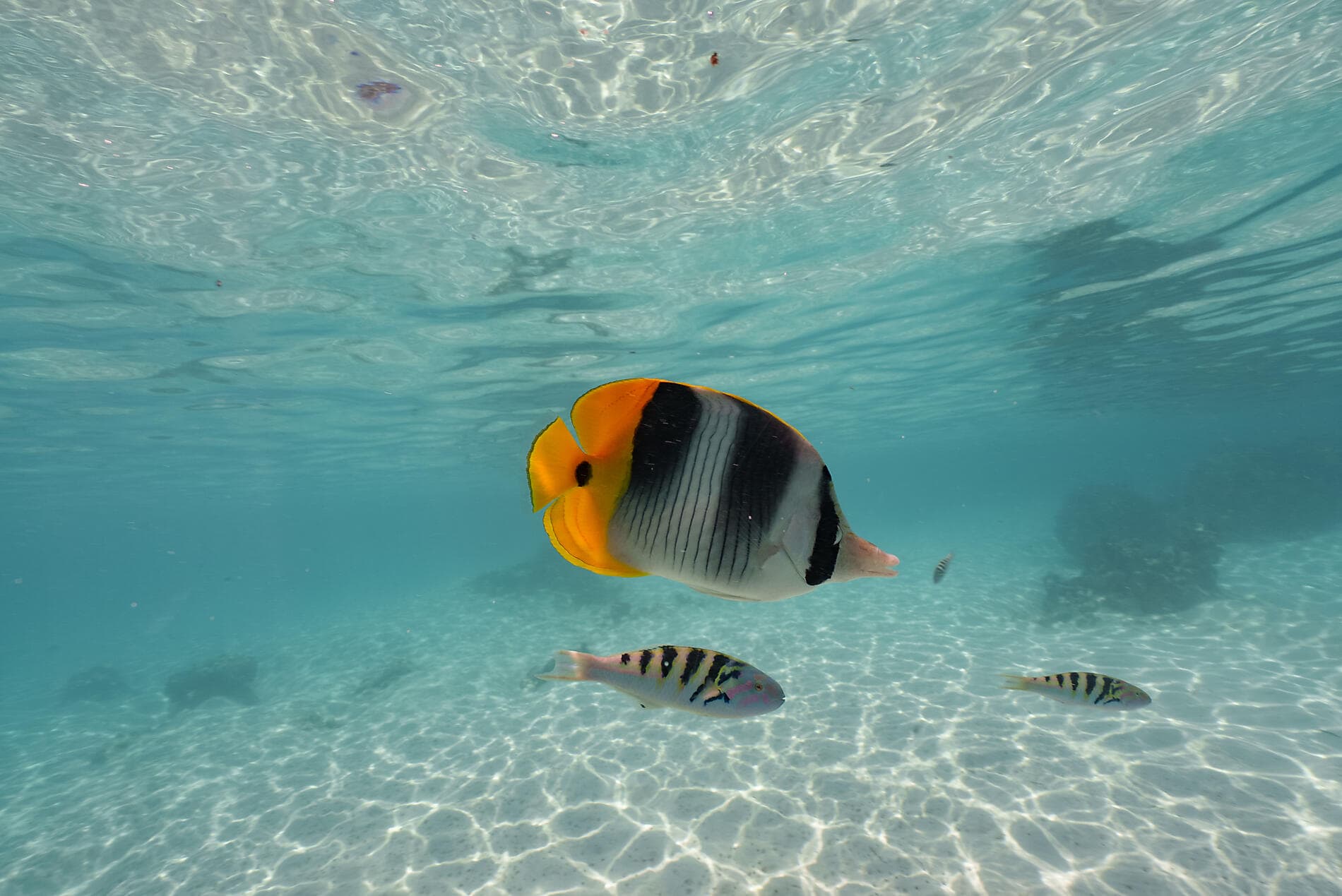 From Secluded French Polynesia to Pitcairn Island