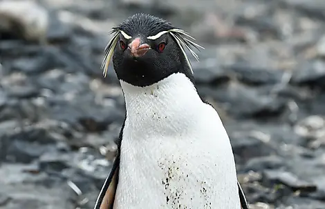 19 Nov 26 - The Neck, Saunders Island
