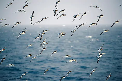 1 Dec 25 > 2 Dec 25 - Crossing the Drake Passage