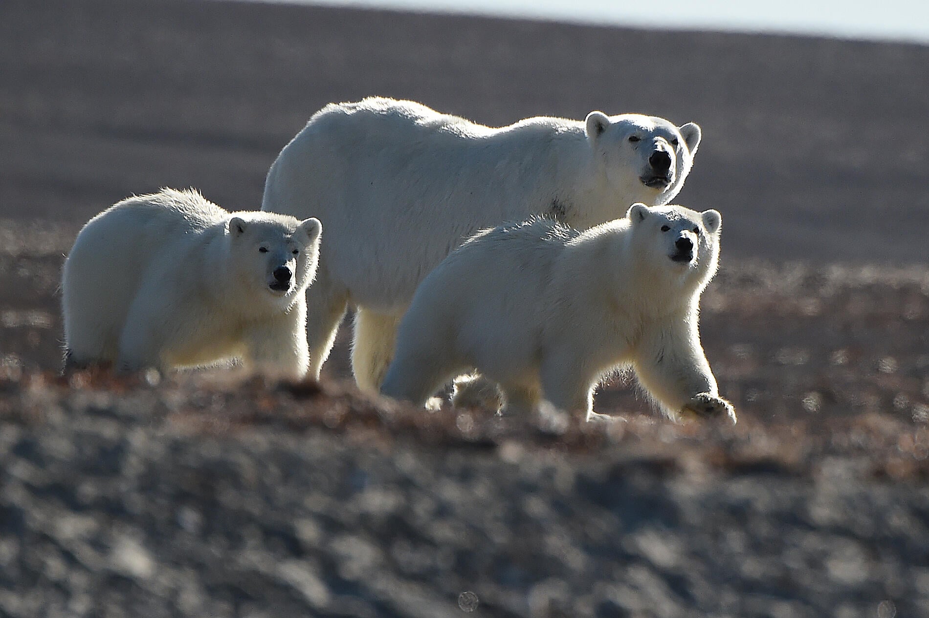 No-1603-Bellot strait.jpg