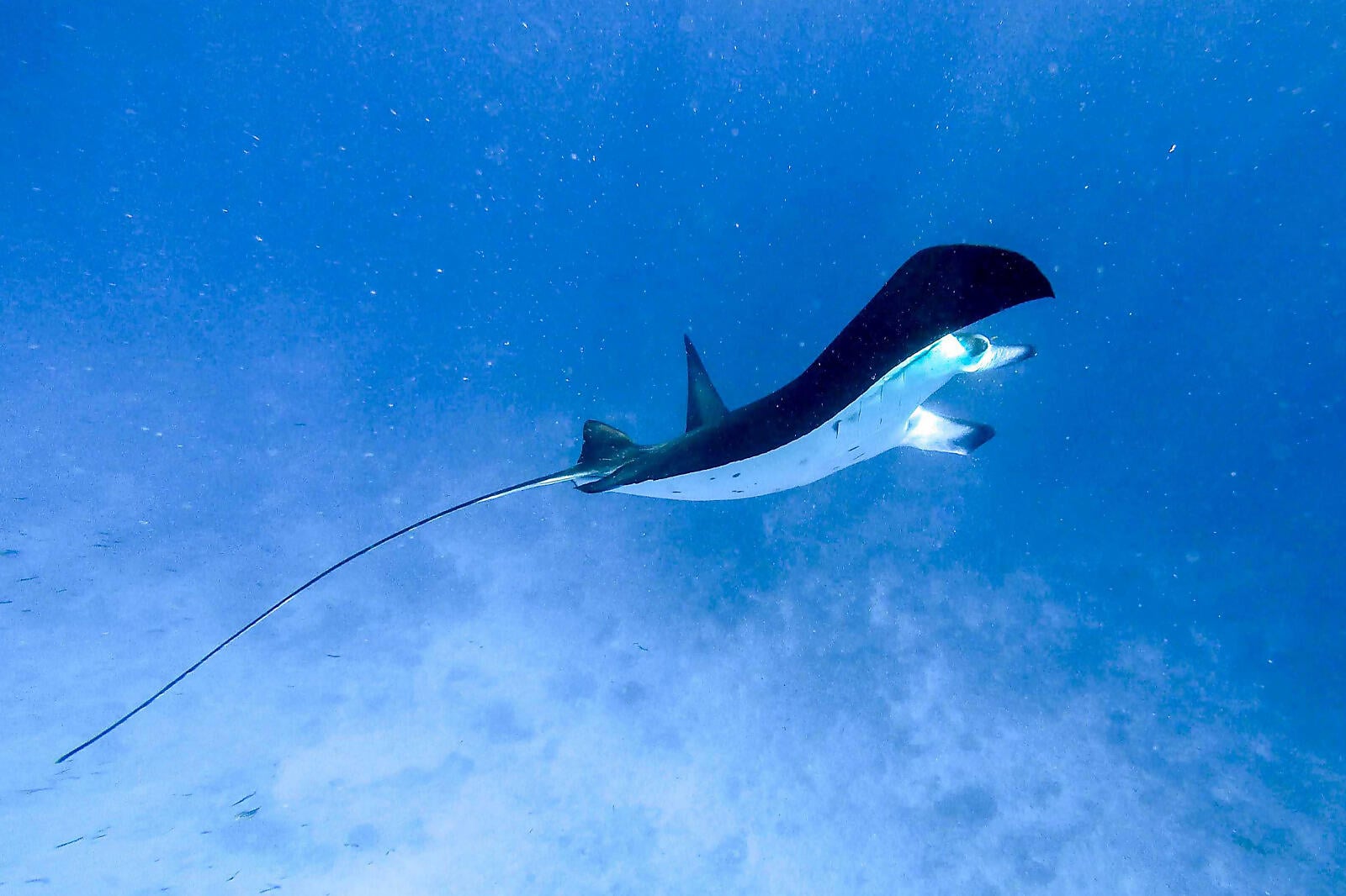 60-Saint Joseph- Seychelle©Servane Roy Berton -StudioPonant_Cosmoledo.jpg