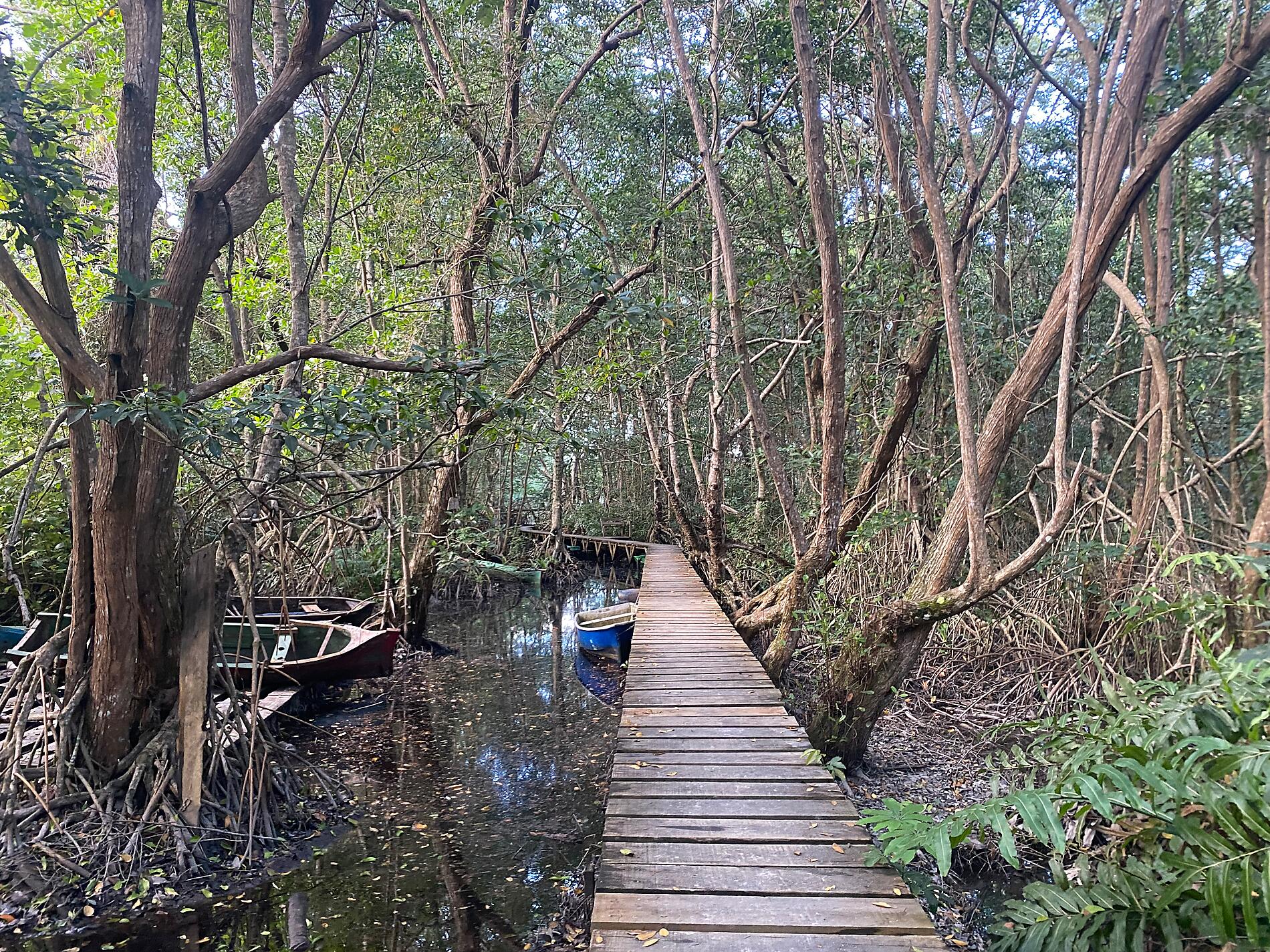 IMG_1786_LaCeiba_@JoseSarica (2).JPG