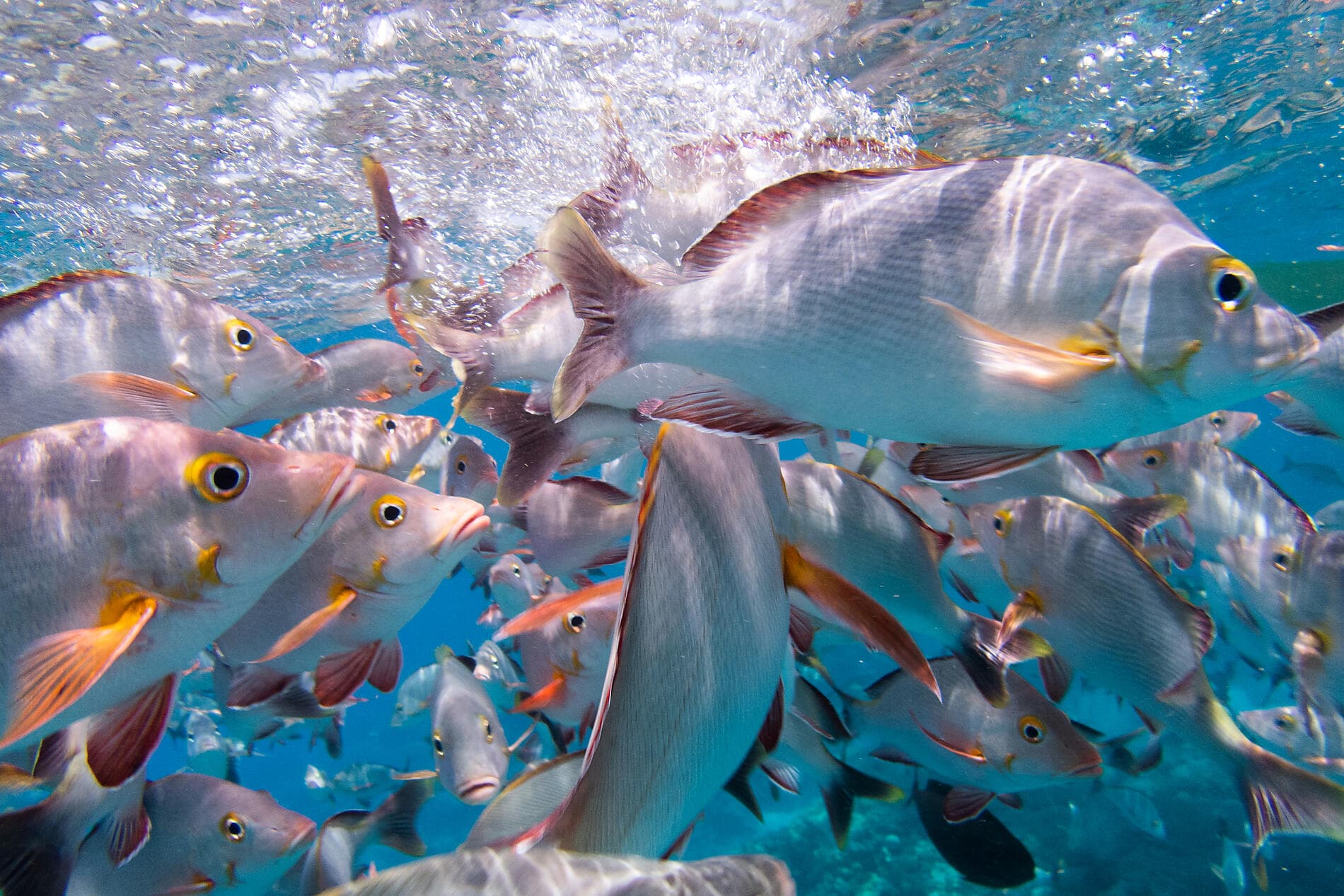 Secret Polynesia: Unexplored Tuamotu, the Gambier Islands and the Austral Islands