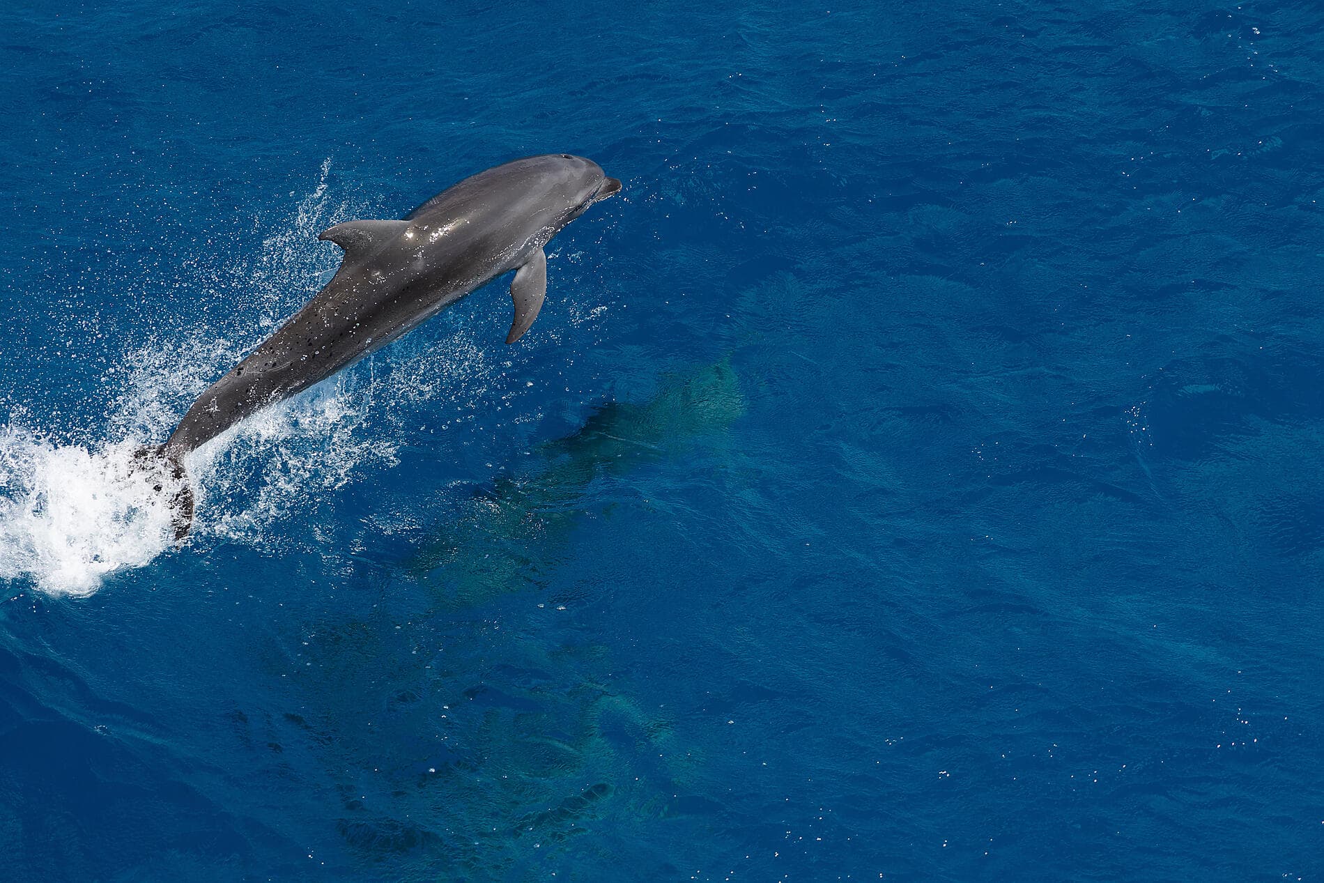 Polynesian Bliss: Marquesas and Tuamotu